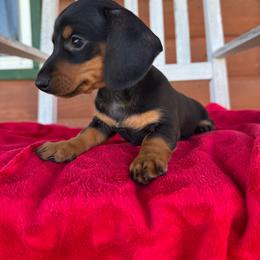 Tucker - Black and tan male Dachshund puppy in Afton, Oklahoma from C5 Doodles