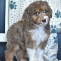 Snow Cone - Red merle male Aussiedoodle puppy in Delta, Colorado from PTK Ranch