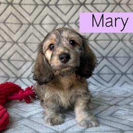 Mary - Cream Brindle Dapple Silky Wire - Pet Only - 4000 - Dapple female Dachshund puppy in Pauls Valley, Oklahoma from Simply Happy Dachshunds
