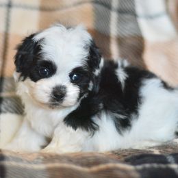 Lunchbox - Black and white male Shichon puppy in Delta, Colorado from PTK Ranch