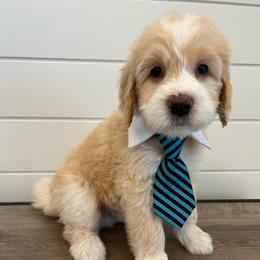 Earl - Yellow and white male Bernedoodle puppy in Garrettsville, Ohio from Sunset Family Farm
