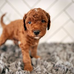Goldendoodle Puppies from Goldendoodle Utah