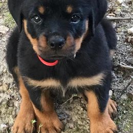 Rottweiler Puppies from Von Haenns Rottweilers