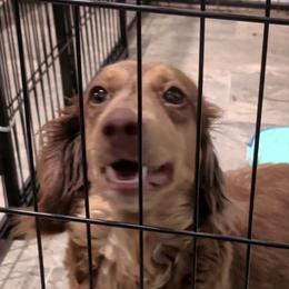 Heidi - Dachshund