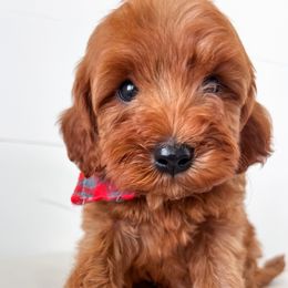 Cavapoos, Cockapoos, and Goldendoodles from Rocking JH Doodles