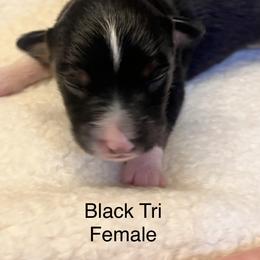 Black Tri Female-Luna - Black tri female Miniature Australian Shepherd puppy in Denair, California from CenCal Mini Aussies