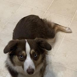 Miniature Australian Shepherd All Grown Up from Diamond Rainbow Aussies