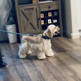 Teddy - Cocker Spaniel