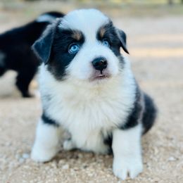 Stumpy - Black tri male Miniature Australian Shepherd puppy in Luling, Texas from Little Wood Toy and Mini Aussies