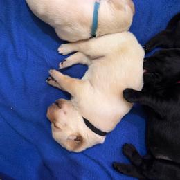 Black collar - Yellow male Labrador Retriever puppy in Washington from Jarvis Family Labradors
