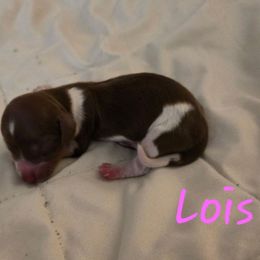 Lois - Piebald female Dachshund puppy in Mobile, Alabama from Mobile Mini Dachshunds