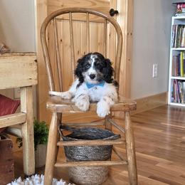 F1B Meet Nash :) - Black and white male Cavapoo puppy in Centerville, Iowa from Barnyard Dachshunds, Dals & Doodles