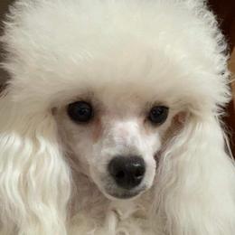 Litty - Poodle