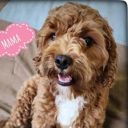 Rose - Cavapoo