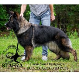 Carma - German Shepherd