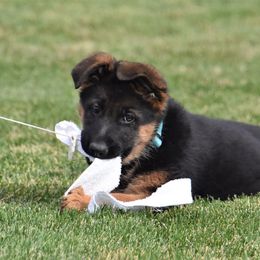 German Shepherd Puppies from Carner German Shepherds