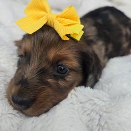Autumn - Dapple female Dachshund puppy in Riverdale, Utah from Behive Doxies