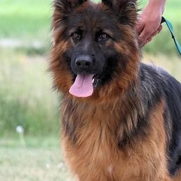 Winny - German Shepherd