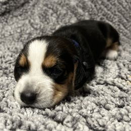 Blue - Black tan and bluetick male Beagle puppy in Jasper, Texas from Beech Grove Beagles