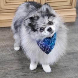 Luna - Pomeranian