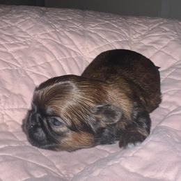 Dark red and black - Sable male Shih Tzu puppy in Citrus Heights, California from The Lion dog Shih Tzu