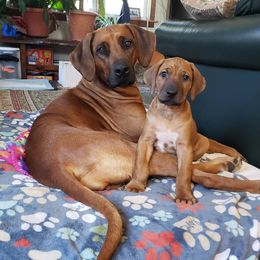 Rhodesian Ridgeback Puppies from Supernova Ridgebacks