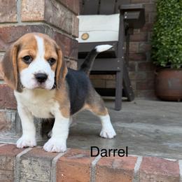 Darrel - Black tan and white male Beagle puppy in Mansfield, Missouri from Rippee Creek Kennel