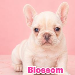 Blossom - White and fawn female French Bulldog puppy in Plano, Illinois from Velvet Fluffy Pups