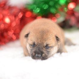 Bandit -FULL AKC REGISTRATION- - Red male Shiba Inu puppy in Neosho, Missouri from Kenny Cave K9s