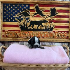 Girl 4 - Black and white German Wirehaired Pointer puppy in Potosi, Wisconsin from Point and Flush Gun Dogs