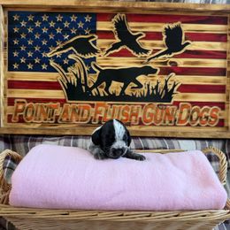 Girl 4 - Black and white German Wirehaired Pointer puppy in Potosi, Wisconsin from Point and Flush Gun Dogs