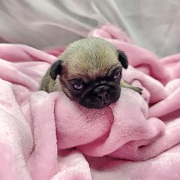 Baby girl - Fawn female Pug puppy in Kodak, Tennessee from My Princess Pugs