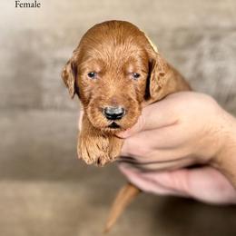 Isabelle - Red  female Goldendoodle puppy in Abilene, Texas from Mesquite Kennels