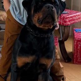 BEAR - Black and mahogany male Rottweiler puppy in Chardon, Ohio from CG Rottweilers