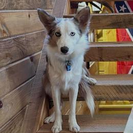 Ella - Border Collie