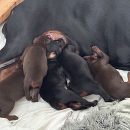 Doberman Pinscher Puppies from Pamela Nachel