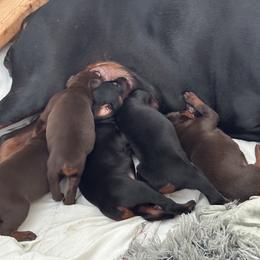 Doberman Pinscher Puppies from Pamela Nachel