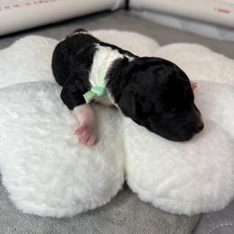 Boy 1 - Parti male Poodle puppy in Longview, Washington from Evergreen Miniature Poodles