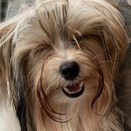 Buddy - Yorkshire Terrier