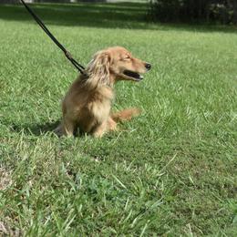 DaVinci - Cream male Dachshund puppy in Maurice, Louisiana from Hart Dachshunds