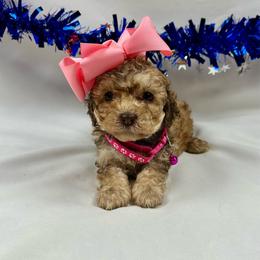 Blanche - Brown female Poodle puppy in Lancaster, Missouri from Cavapoo Acres