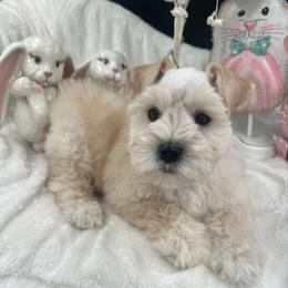 Rory - Wheaten male Miniature Schnauzer puppy in Grayson, Kentucky from Seventh Heaven Schnauzers