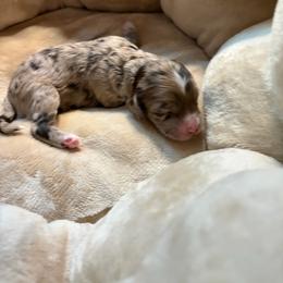 Saint - Merle male Cockapoo puppy in Lillington, North Carolina from Peace, Love, and Puppies at the Creek