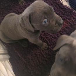 Frigg - Gray female Cane Corso puppy in Asheville, North Carolina from MTO KENNELS