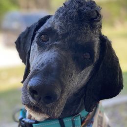Jasper - Poodle