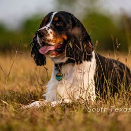 Gunner - English Springer Spaniel