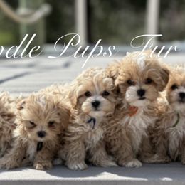 Maltipoo puppies from Doodle Pups Fur-Ever