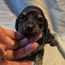 Girl 3 - Black and tan female Dachshund puppy in Battle Ground, Washington from Ferguson's Bulldogs