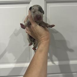 Nick Carraway - Merle male Great Dane puppy in Florida from Beachside Kennels