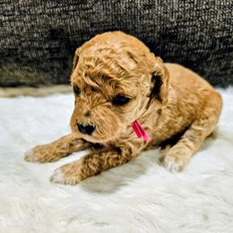 Angel - Red  female Goldendoodle puppy in Forest, Ohio from Mini Doodle Buddies